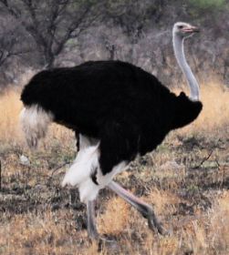 Straußenhahn