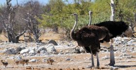 Straußenpaar mit Küken