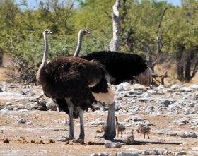 Straußenpaar mit Küken