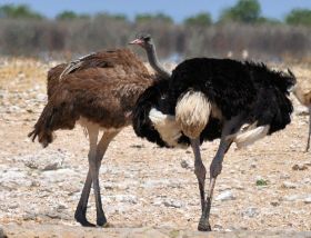 Straußenpaar