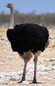 Straußenhahn